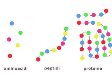 amminoacidi peptidi proteine