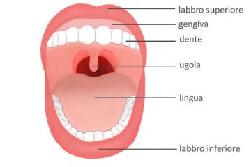 cavità orale struttura