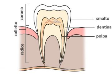 struttura denti