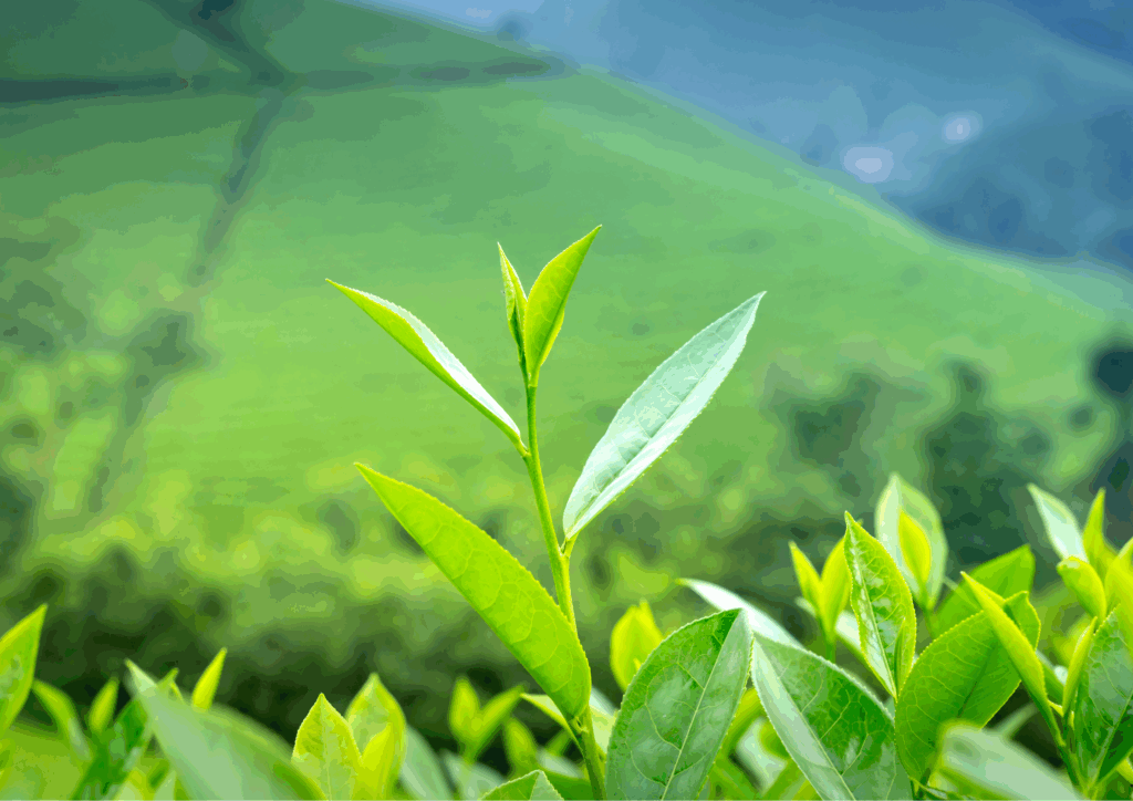 tè verde nei cosmetici