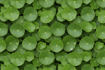 foglie di centella asiatica, centella asiatica nei cosmetici