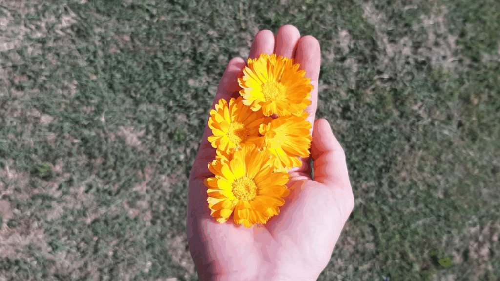 calendula nei cosmetici. Nella foto una mano con fiori di calendula su sfondo prato.