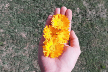 calendula nei cosmetici. Nella foto una mano con fiori di calendula su sfondo prato.