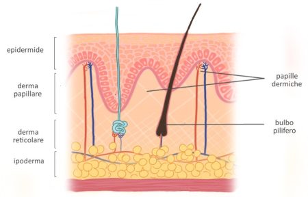 disegno struttura del derma