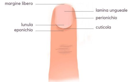 unghia struttura esterna